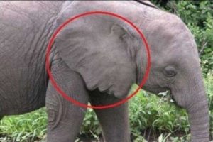 elephant ear